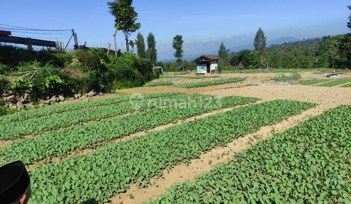 TANAH PEKARANGAN, JL DIENG KM 11, KURIPAN, GARUNG, WONOSOBO, JATENG 1