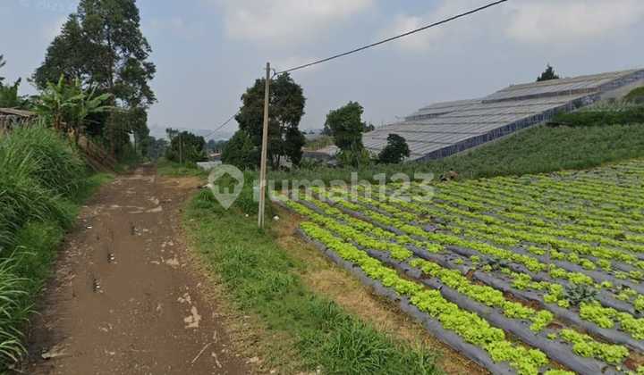 Dijual Tanah Di Desa Sukajaya, Lembang, Bandung Barat, Jawa Barat Dijual Tanah Di Desa Sukajaya, Lembang, Bandung Barat, Jawa Barat