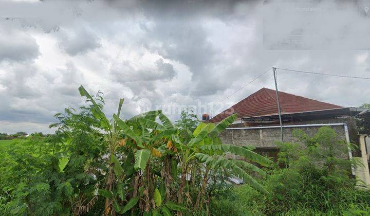 Tanah Sawah Di Bokoharjo, Prambanan, Sleman, Jogja 1