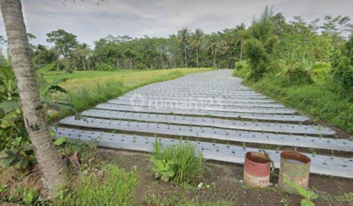 Tanah Sawah Di Saki, Umbulmartani, Ngemplak, Sleman 1