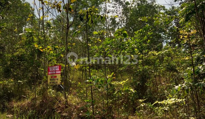 TANAH COCOK UNTUK USAHA PERTERNAKAN, NGLIPAR, GUNUNG KIDUL, JOGJA TANAH COCOK UNTUK USAHA PERTERNAKAN, NGLIPAR, GUNUNG KIDUL, JOGJA