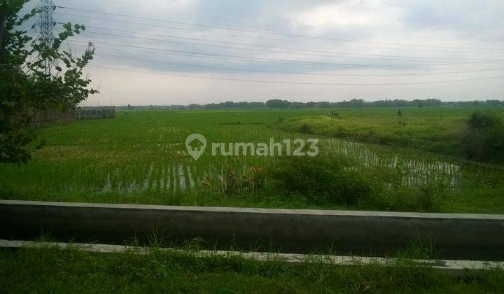 Tanah Purwodadi Jl Gajah Mada Kuripan  3
