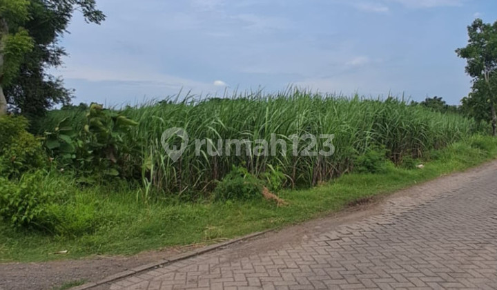 Tegal Land in Rembang Pasuruan Tegal Land in Rembang Pasuruan