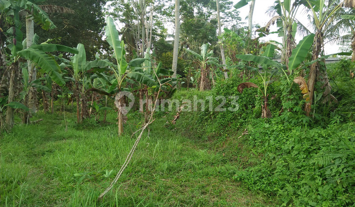 2090 Sqm Of Freehold Land For Sale 25 Minutes From Ubud Center Bali