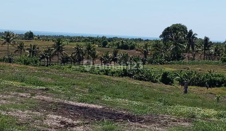 Land 7000 sqm Freehold in Selemadeg Tabanan 1