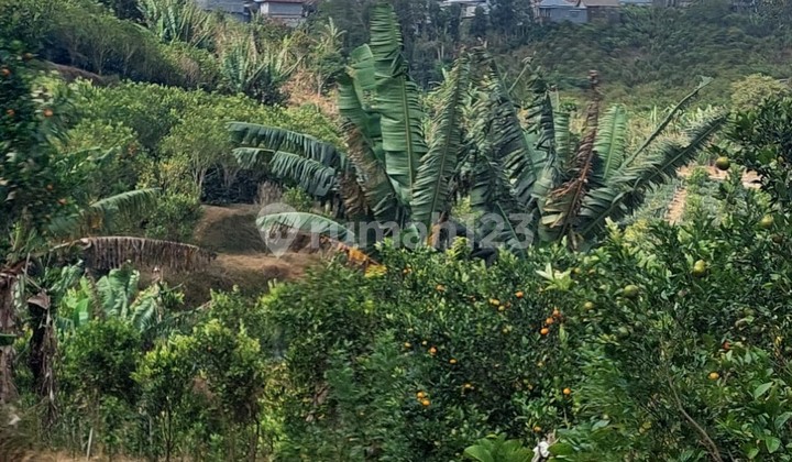 Freehold Land Expansive Countryside Kintamani Bali