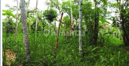Land Freehold Taro Ubub Bali
