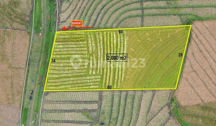 Land Freehold Rice Field In Selemadeg Tabanan Bali Land Freehold Rice Field In Selemadeg Tabanan Bali
