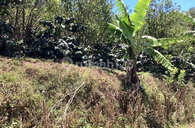 Freehold Land Expansive Countryside Kintamani Bali