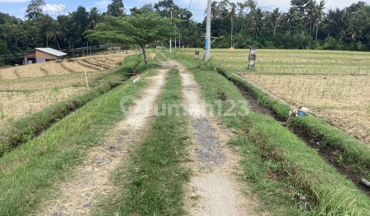 Menakjubkan Tanah Hak Milik 2600 M2 Di Selemadeg Tabanan Bali