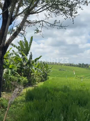 Land Freehold With Mountain View In Tabanan Bali
