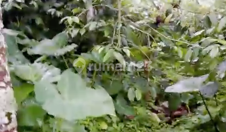 Freehold Land on Main Road Kintamani Bali