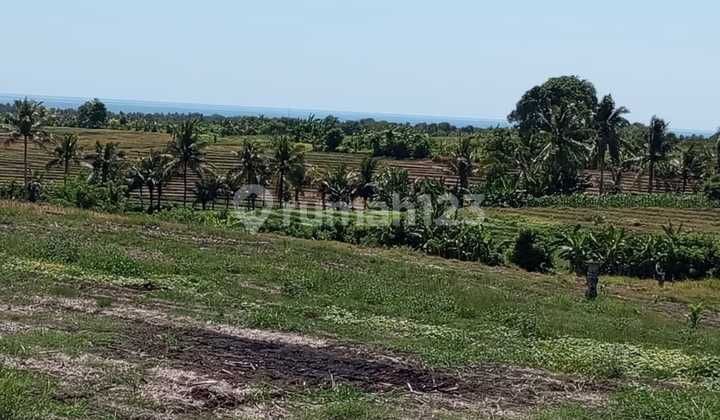 Land 7000 sqm Freehold in Selemadeg Tabanan Bali