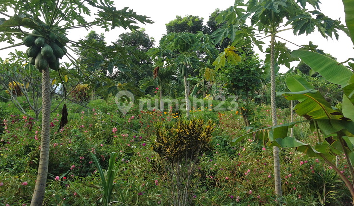 Angkah Gardens Rice Field View 4650 sqm Tabanan Bali