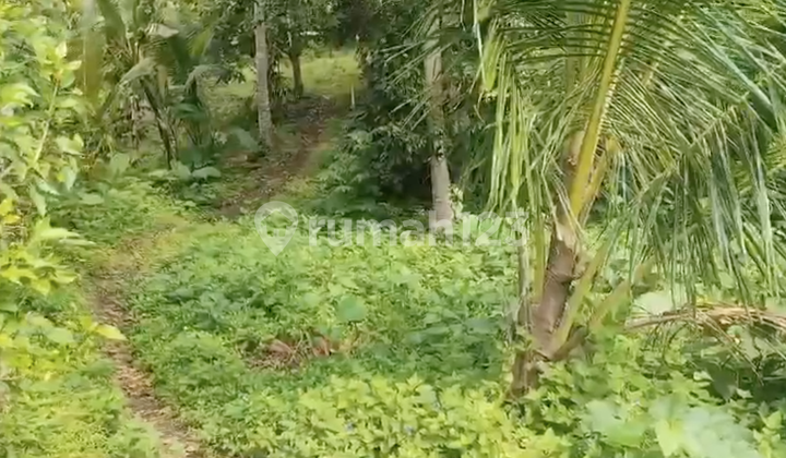 Land Freehold In Antosari Selemadeg Barat Tabanan Bali