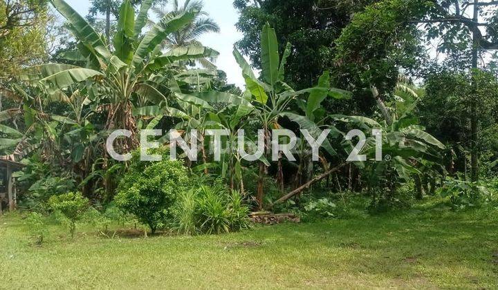 Di Jual Tanah Daerah Ci Seeng Bonus Rumah Tua Kabupaten Bogor 2