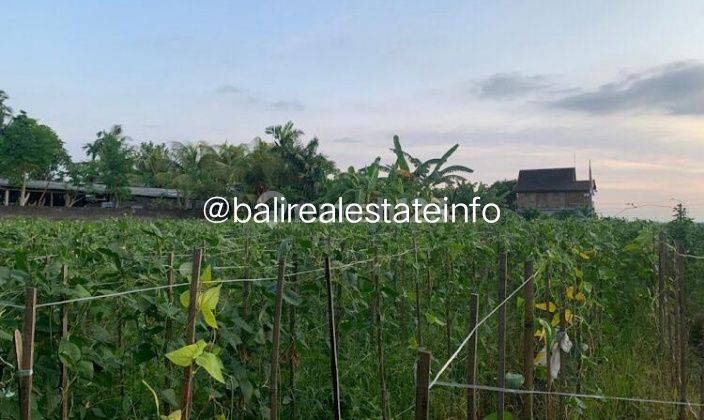 3 Plots Land In Buduk, Mengwi For Lease HS 6