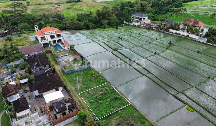 Rice field view land in the Rural Environment of Buwit Tabanan