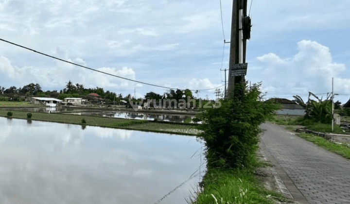 Tahah Luasan 8 Are di Kedungu View Sawah Dan Pantai 1