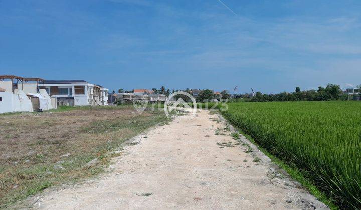 Super Rare Full View Rice Field Land in Seseh for Rent 1