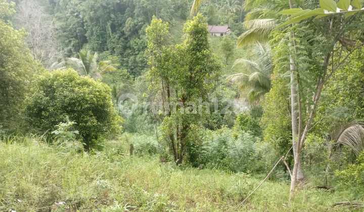 Dijual Tanah Kebun Di Papengkoran Minahasa Utara 