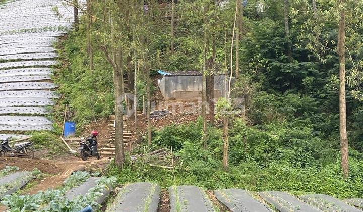 Dijual Lahan Siap Tanam Di Desa Dano Garut Akses Jalan Bagus