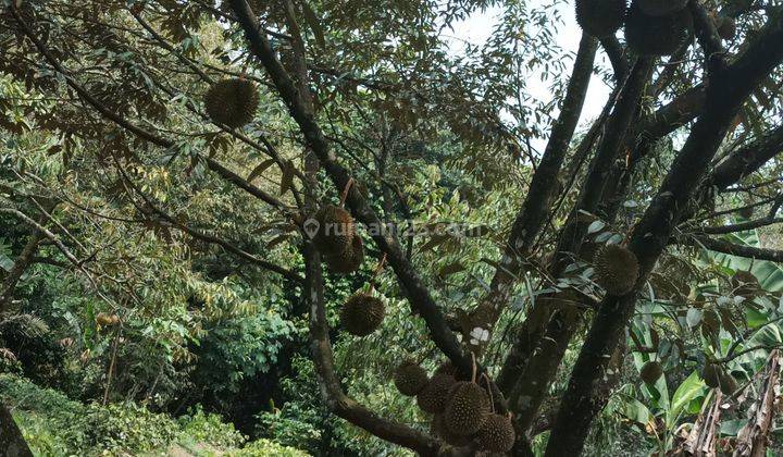 Tanah luas 4,5ha, SHM: kebun buah duren, alpukat,kopi,manggis,lada, peternakan sapi, ayam 1