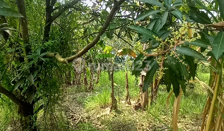 Dijual Cepat Tanah Kebun Luas Di Bekasi