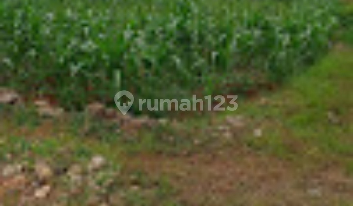 Tanah Dijual Brengok, Kec. Brondong Lamongan 3