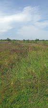 Tanah Dijual Kemuning, Tarik Sidoarjo 2