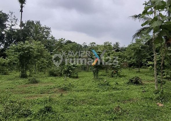 Land in Kasembon Village, Bululawang District, Malang. Land in Kasembon Village, Bululawang District, Malang.