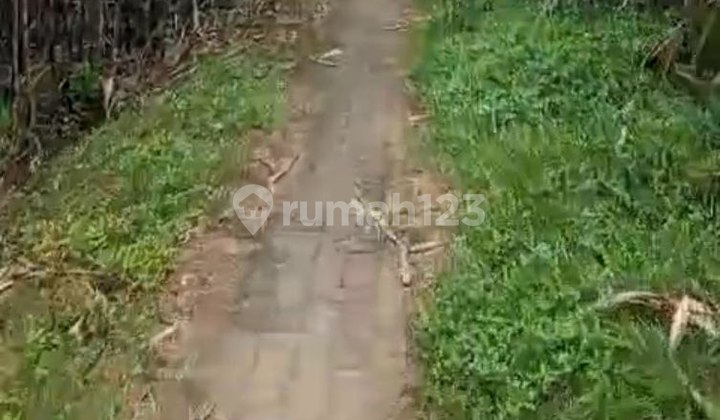 Tanah Produktif Kebun Durian Daerah Kepanjen Tanah Produktif Kebun Durian Daerah Kepanjen