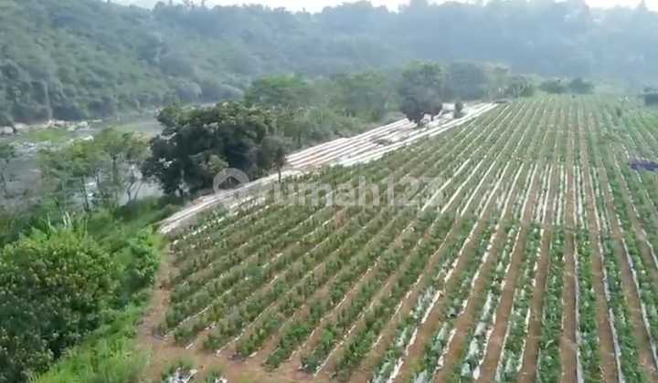 Tanah Murah di Haji Miing Ranca Bunguri Bogor