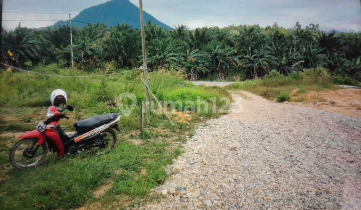 Large Land on the Main Road Axis of Entikong, Sanggau Regency, Malindo Cross-Border Road