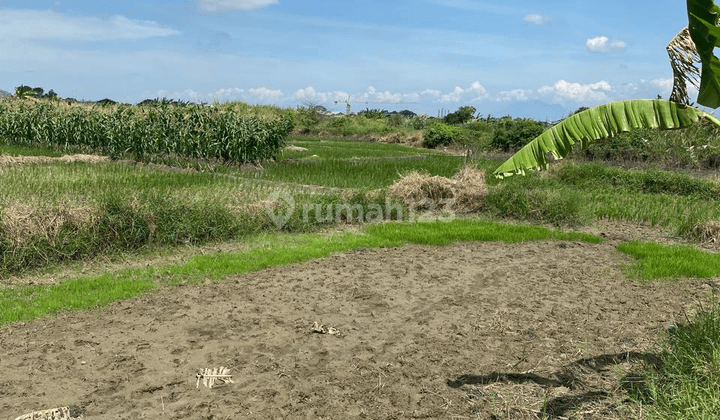 Kavling Butuh Urug Jalan Bringkang Menganti, Strategis  1