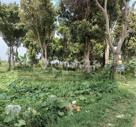 Kavling Cocok Untuk Rumah, Perkebunan, Udara Segar 1