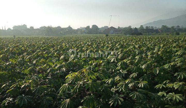 Jual Lahan Kosong Cibungbulang Bogor Cocok Untuk Perkebunan SHM Aman 2