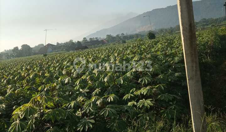 Jual Lahan Kosong Cibungbulang Bogor Cocok Untuk Perkebunan SHM Aman 5