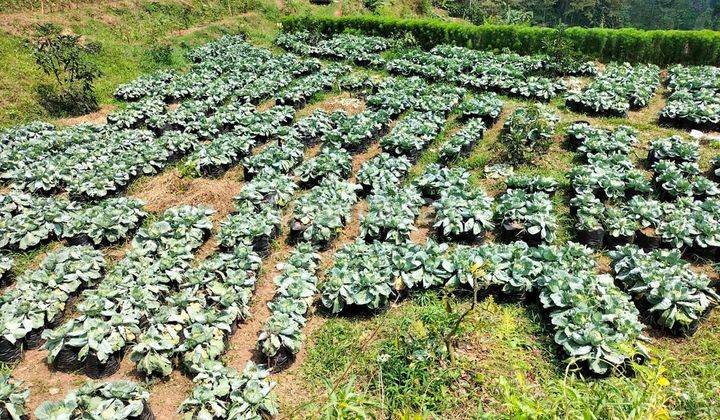 Tanah Kebun Produktif Siap Panen Di Wonosalam 2