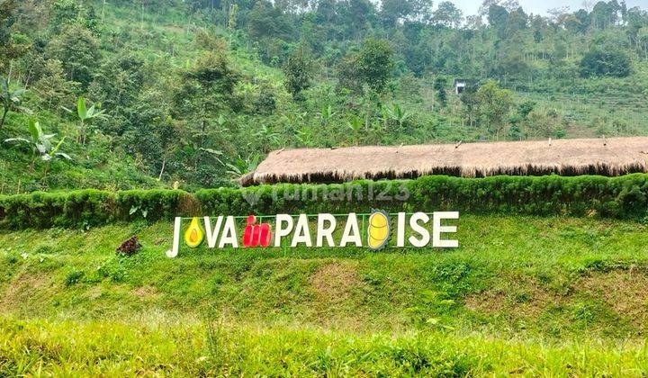 Tanah Kebun Produktif Jadi Mesin Uang Anda 1