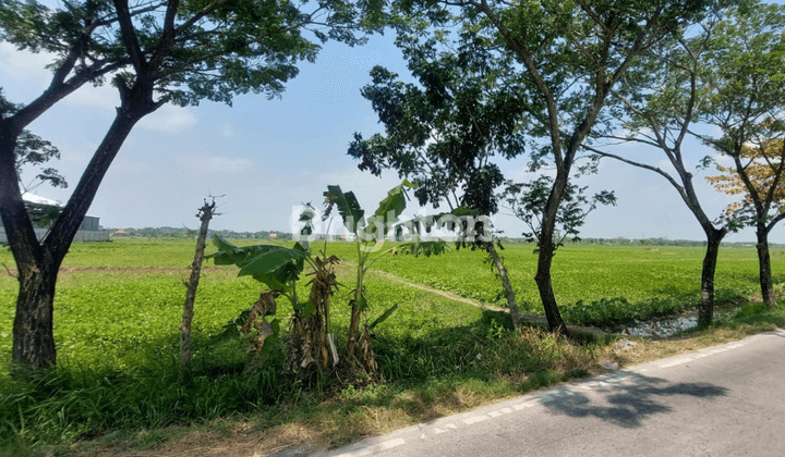TANAH KOSONG LOKASI STRATEGIS DESA PLESUNGAN BOJONEGORO !! 1