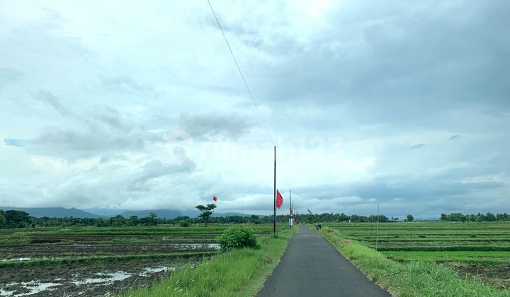 For Sale Cheap Land Moyudan Jogja For Sale Cheap Land Moyudan Jogja