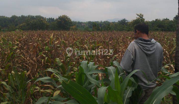 Kavling Murah Siap Bangun dan Cocok Untuk Perumahan @Rembang Jawa Tengah 1
