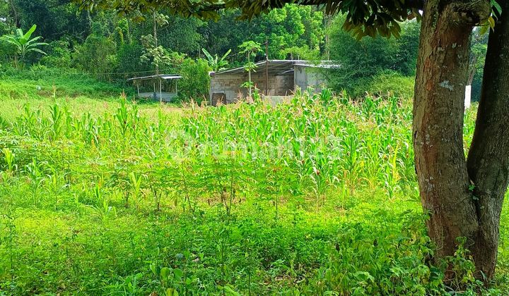 Tanah Murah Dekat Pasar Mijen Semarang 2