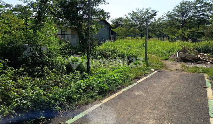 Affordable Land Near Unika BSB Campus, Mijen, Semarang 2