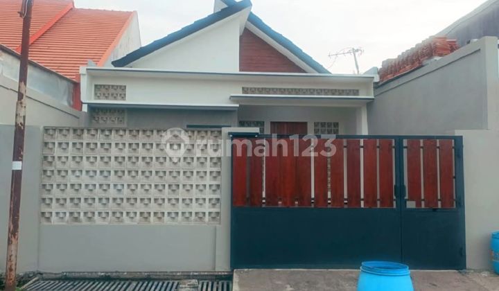 Rumaj Ready Kuat Kokok di Manyaran Semarang 1