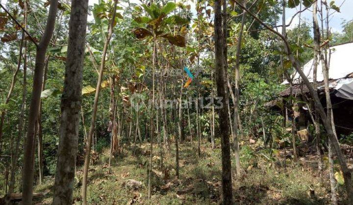 Y069 Dijual Murah Tanah Kebun, Lahan di Prigen Pandaan, Malang 1