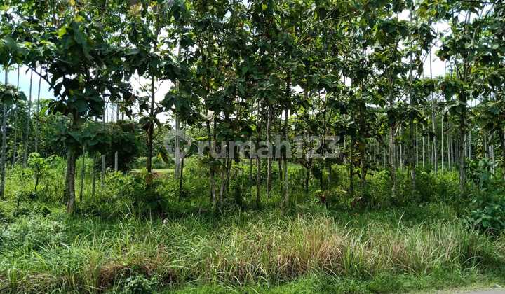 Tanah Datar Siap Bangun Pinggir Jalan Zona Kuning Tanah Datar Siap Bangun Pinggir Jalan Zona Kuning