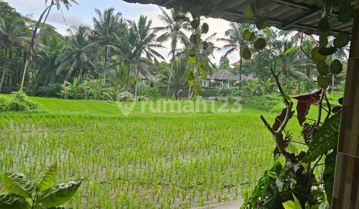 Villa for rent with a beautiful rice field view Villa for rent with a beautiful rice field view