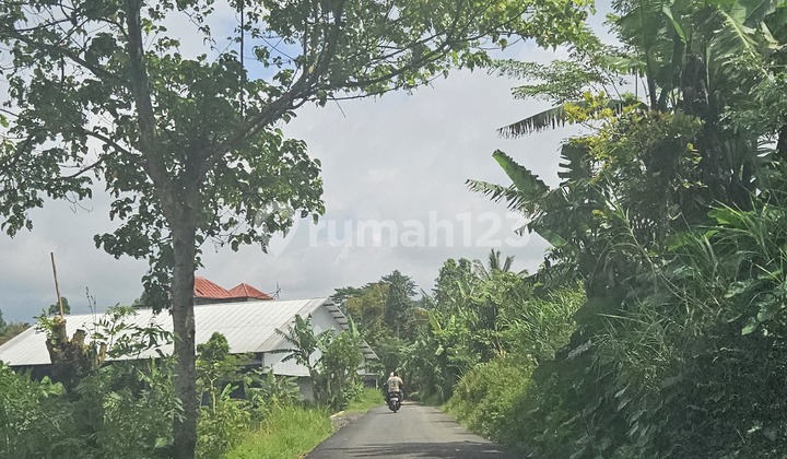Land For Rent Kintamani